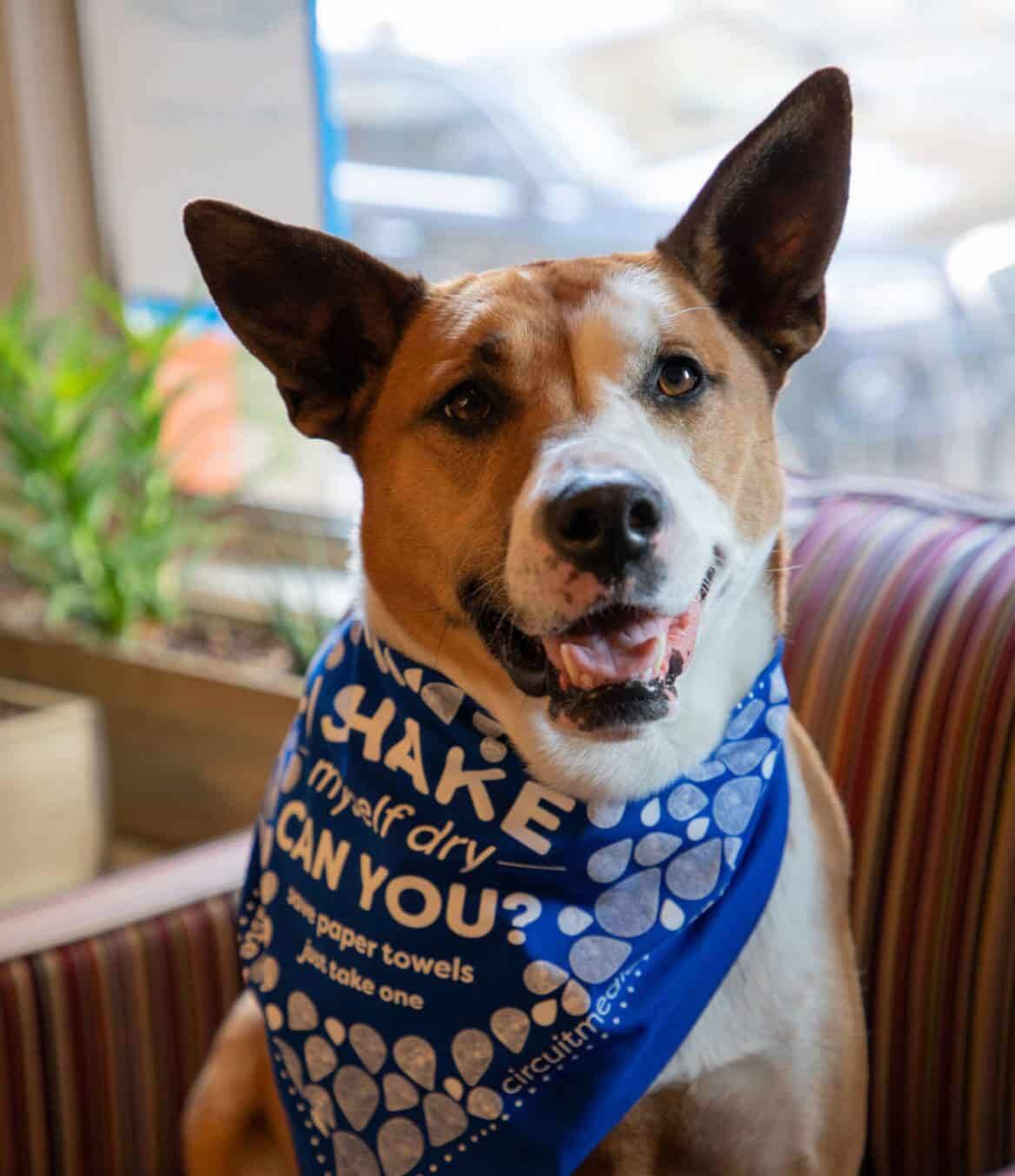 A brown and white dog with a blue bandana sitting on a couch